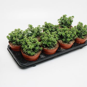 Crassula perforata