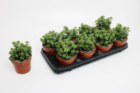 Crassula perforata