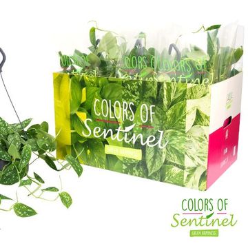 Scindapsus pictus 'Argyraeus'