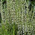 Calluna vulgaris GARDEN GIRLS HELENA