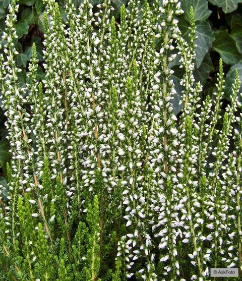 Calluna vulgaris GARDEN GIRLS HELENA