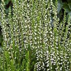 Calluna vulgaris GARDEN GIRLS HELENA