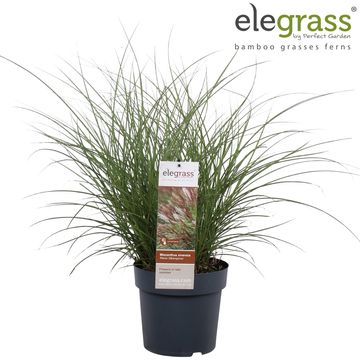 Miscanthus sinensis 'Kleine Silberspinne'