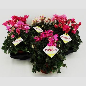 Cyclamen persicum LATINIA PIPOCA MIX