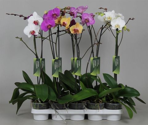 Phalaenopsis MIX