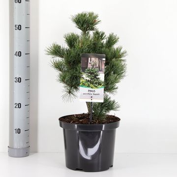 Pinus parviflora 'Negishi'