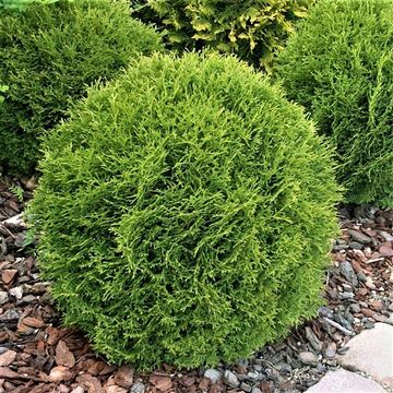 Thuja occidentalis 'Tiny Tim'