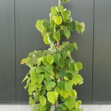 Cercis canadensis THE RISING SUN