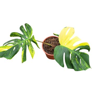 Monstera deliciosa 'Variegata Aurea'