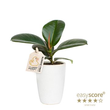 Ficus elastica 'Sofia'