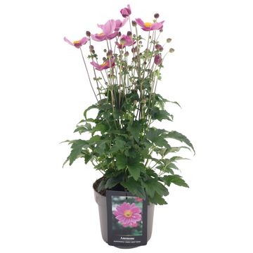 Anemone 'Pretty Lady Emily'