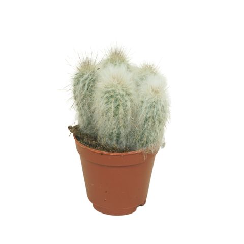 Austrocephalocereus dybowskii