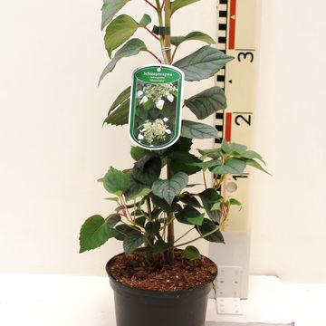 Schizophragma hydrangeoides 'Moonlight'