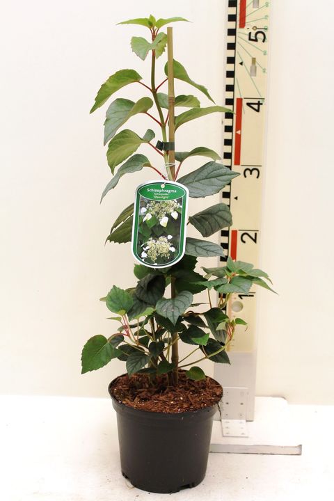 Schizophragma hydrangeoides 'Moonlight'