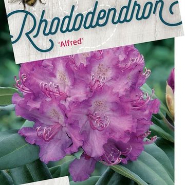 Rhododendron 'Alfred'