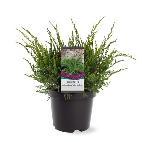 Juniperus x pfitzeriana 'Mint Julep'