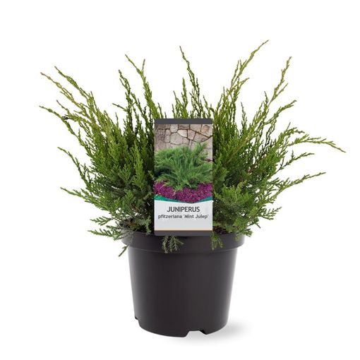 Juniperus x pfitzeriana 'Mint Julep'