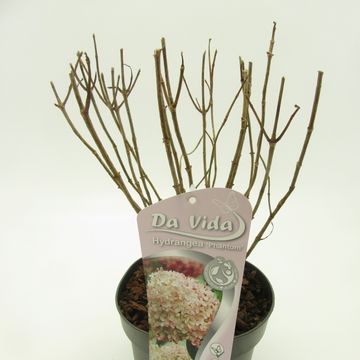 Hydrangea paniculata 'Phantom'