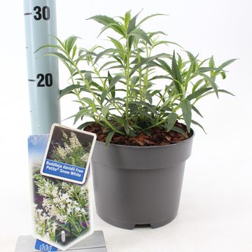 Buddleja FREE PETITE SNOW WHITE