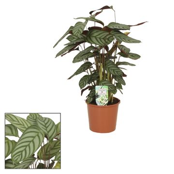 Ctenanthe setosa 'Compactstar'