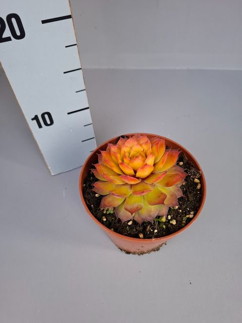 Sempervivum CHICK CHARMS GOLD NUGGET
