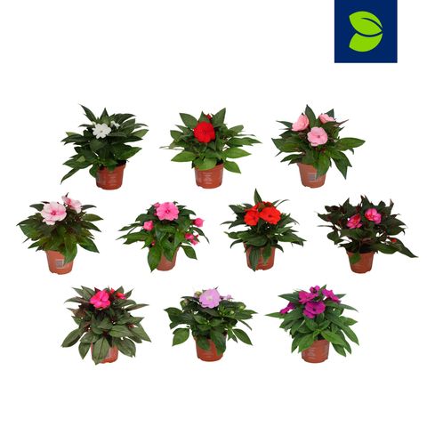 Impatiens NEW GUINEA MIX