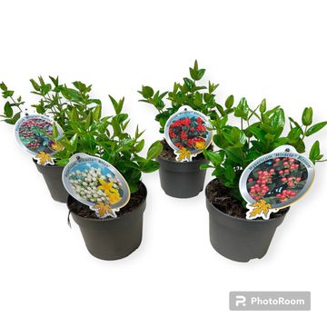 Hypericum MIRACLE MIX