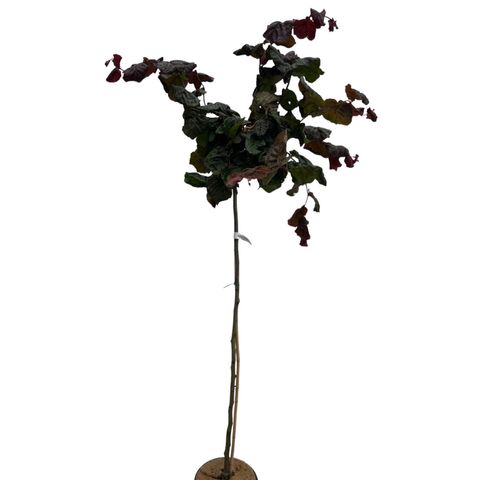 Corylus 'Red Majestic'