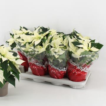 Euphorbia pulcherrima ALASKA