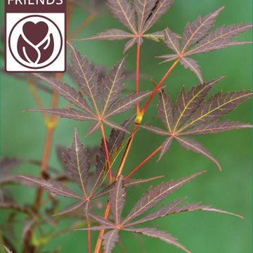 Acer palmatum 'Sumi-nagashi'