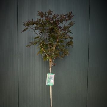 Acer platanoides 'Crimson Sentry'