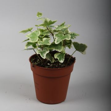 Hedera helix 'White Wonder' Common ivy - elho® - Give room to nature