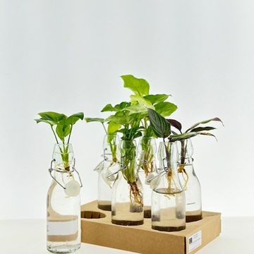 Järjestelyt Houseplants