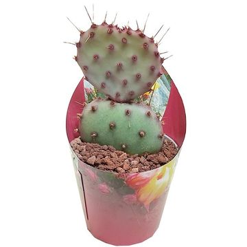 Opuntia macrocentra
