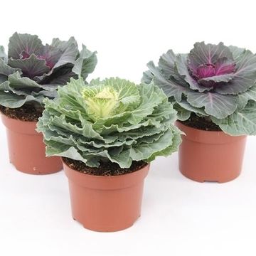 Капуста огородная MIX