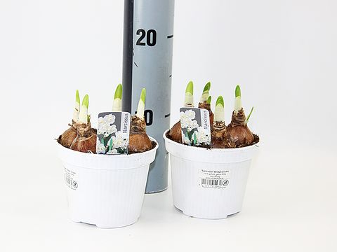 Narcissus 'Bridal Crown'