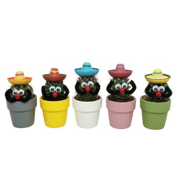 Cactus MIX IN POT
