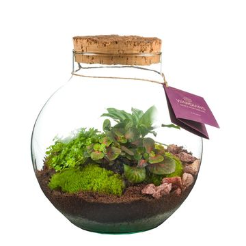 Arrangement Terrarium