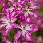 Clematis GLORIOUS SURPRISE