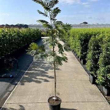 Albizia julibrissin 'Evi's Pride'