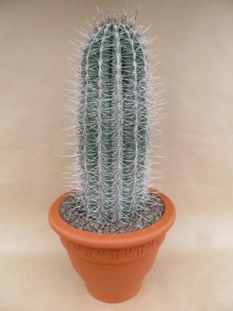 Pachycereus pringlei