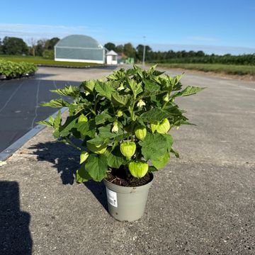Physalis alkekengi franchetii