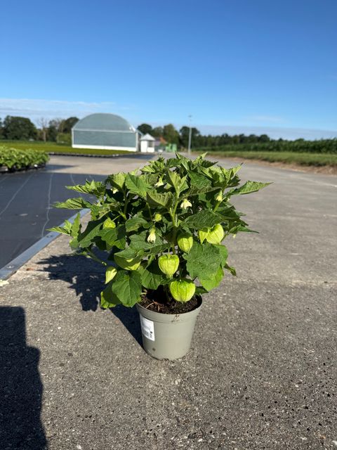 Physalis alkekengi franchetii