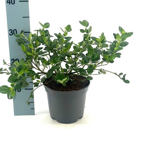 Ceanothus griseus 'Yankee Point'