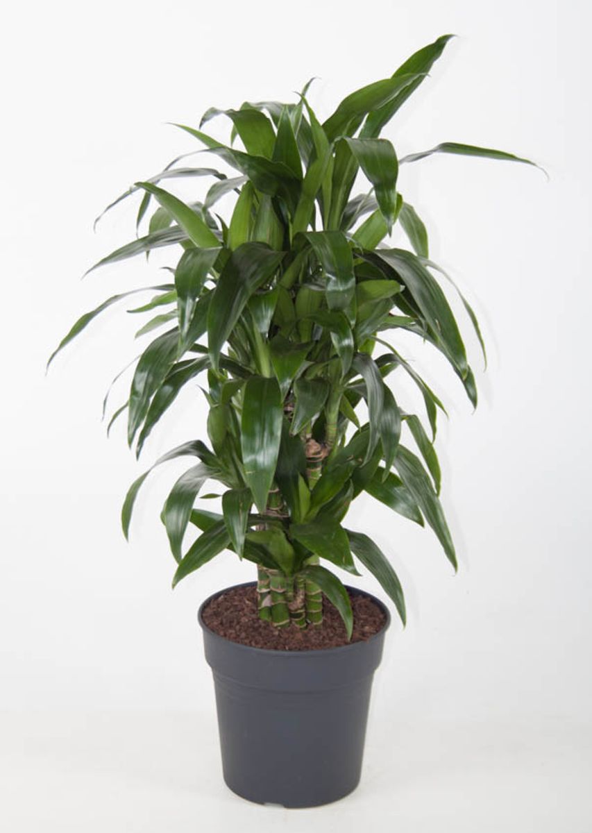 Dracaena fragrans 'Janet Craig' — Plant Wholesale FlorAccess