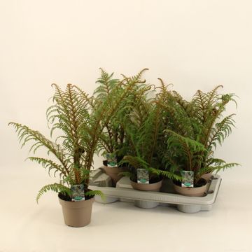 Cyathea tomentosissima 'Highland Lace'