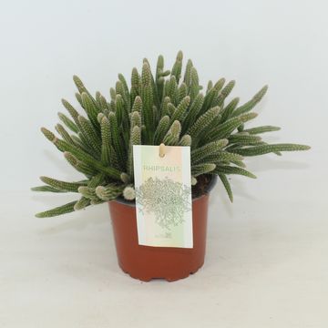 Rhipsalis baccifera horrida