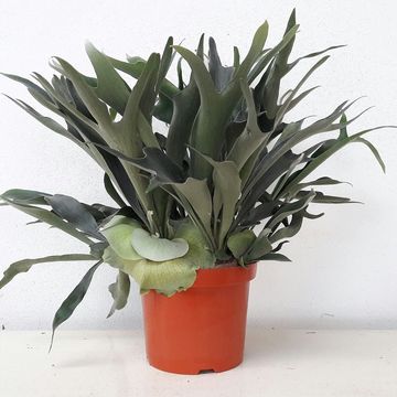 Platycerium bifurcatum