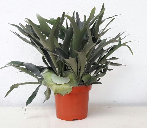 Platycerium bifurcatum