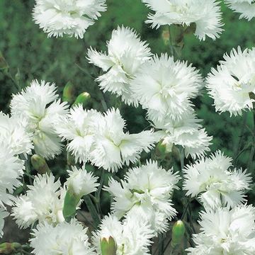 Dianthus 'Albus Plenus'